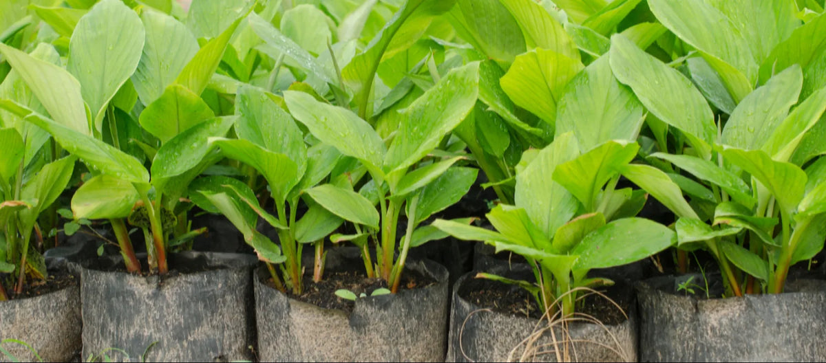 Green leafy plants growing in black plastic nursery bags